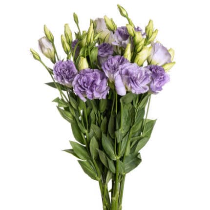 Lisianthus MistyBlue Esmerelda