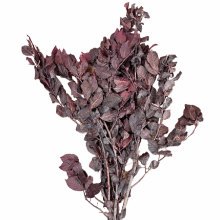 Plum Red paradise