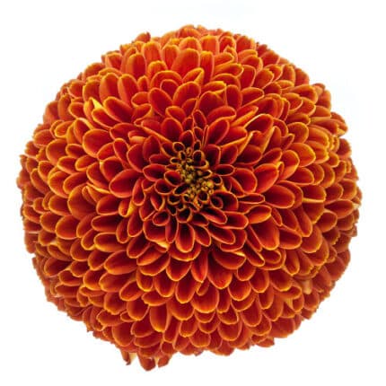 Mum Disbud Cronos Brz(5st)gdn