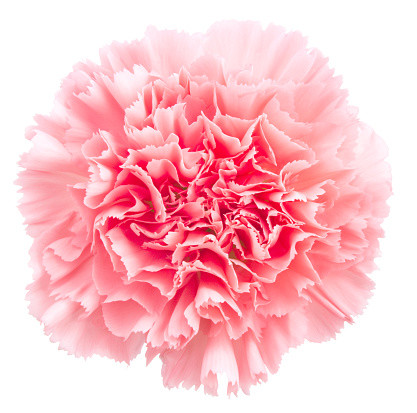 Carnation Select Pink trilogy