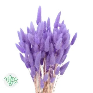 Lagurus Dried Lavender holex