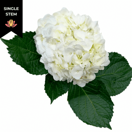 Hydra White sole(st)