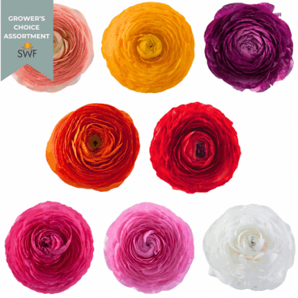 Ranunculus Asst(12case)chile