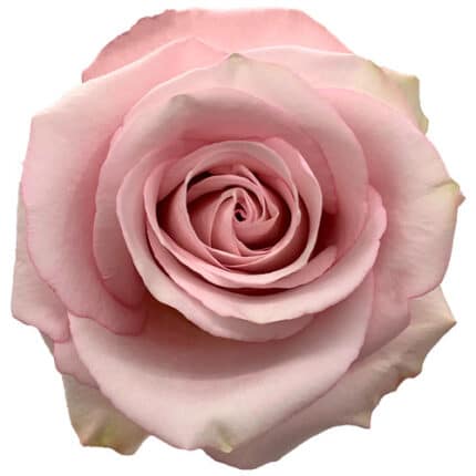 Rose Secret Garden 50cm Florec