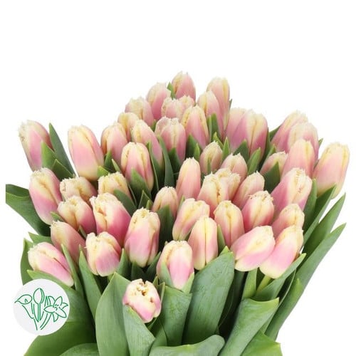 1b44b039-f951-4a79-8f34-b32ac0bfa5ab.jpg Tulip Frill Siesta holl - T FR SIE - Image 1