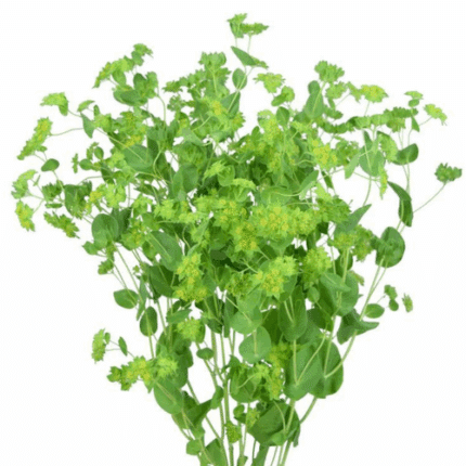 Bupleurum bella