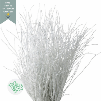 Betula Pendula Dried White 70c