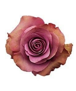Rose Govinda 70cm florecal