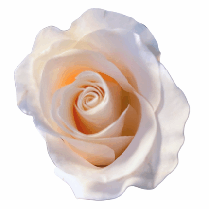 Rose Bone 50cm Florecal