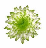 Mum Cremon Zembla Lime trilogy - Image 2