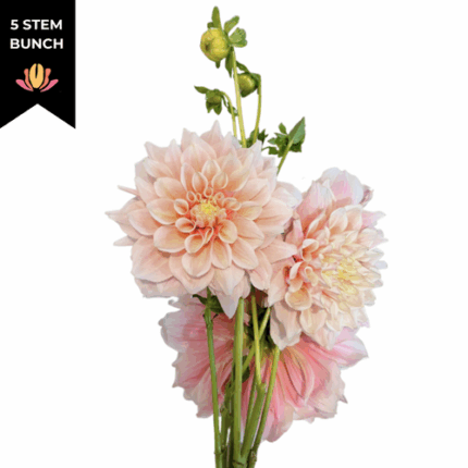 Dahlia Cafe Au Lait holex