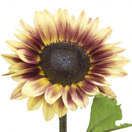 Sunflower Marley esmer(10st)
