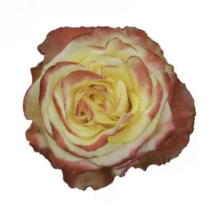 Rose High&Yellow Flame 50cm rprima