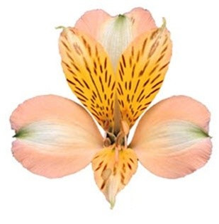 Alstro Peach esmeralda