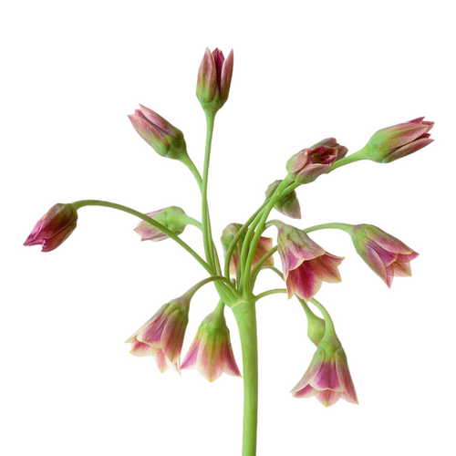 1bdc2a79-7cce-4105-a59a-ec0354eea803.png Allium Siculum cramer - Image 1