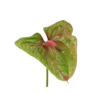 Anthurium Pistache LG (X5)RF