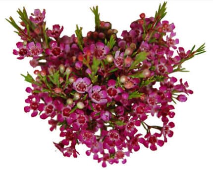 Waxflower Purple mia