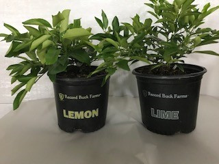 7.5" Citrus