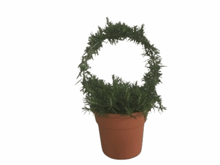6" ROSEMARY WREATH