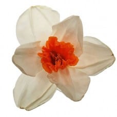 Daffodil Craigford holl