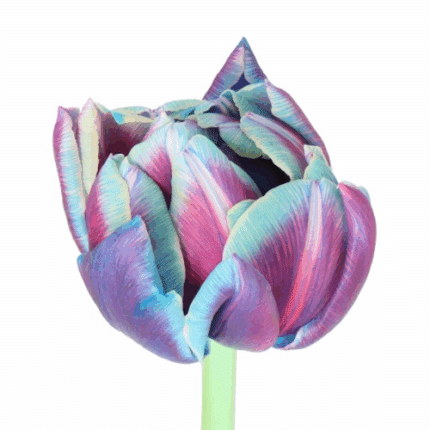 Tulip Bubblegum Pink Double holl