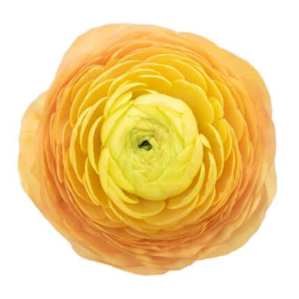 Ranunculus Peach allure