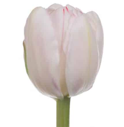 Tulip Foxtrot dbl holl super
