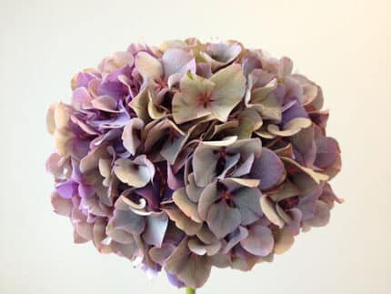 Hydrangea Antique Lavender ob(st)