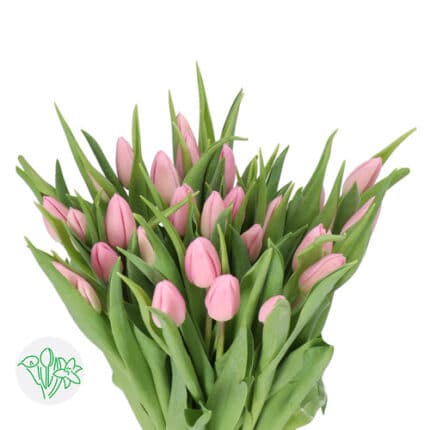Tulip Aafkee holl