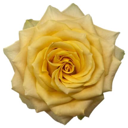 Rose Turtle 60/70cm Florecal
