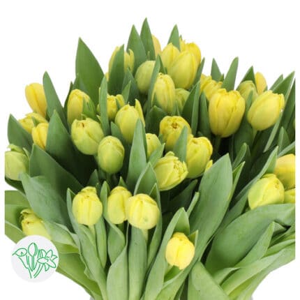 Tulip Dbl Yellow Margarita hol