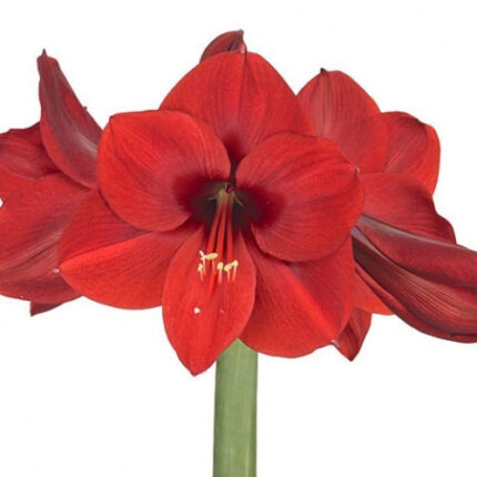 Amaryllis Red holl(STEM)