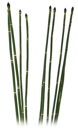 Horsetail bennett