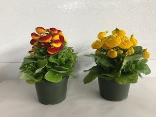 5" CALCEOLARIA