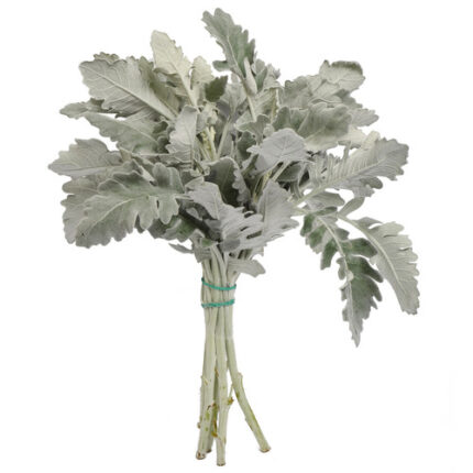 Dusty Miller  f.c.