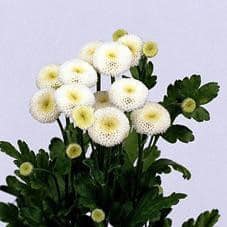 Matricaria White ball type cam