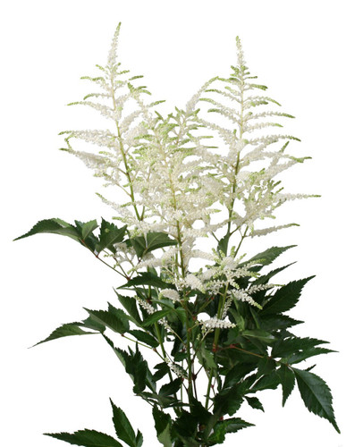 ASTILBE washington holl