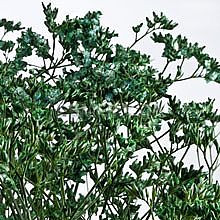 LIMONIUM green valleflor