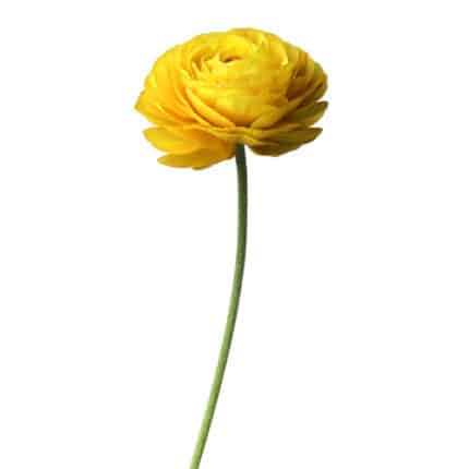 Ranunculas Yellow italy xtra g