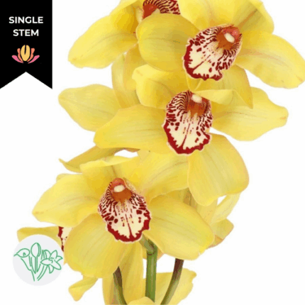 Cymbidium Yellow (stem) holland