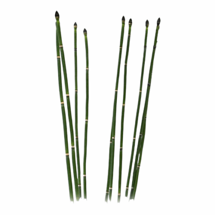 Horsetail johns