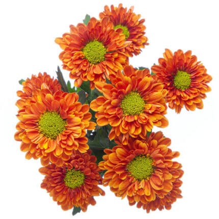 Pom Micro Daisy Florange SOLE - P MIC D FLOR SOLE