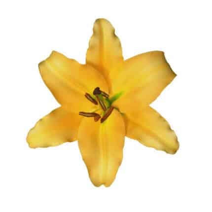 Lily Corcovado sande(peach)