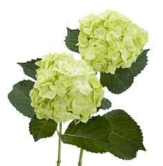 Hydra. Mojito mini green bella