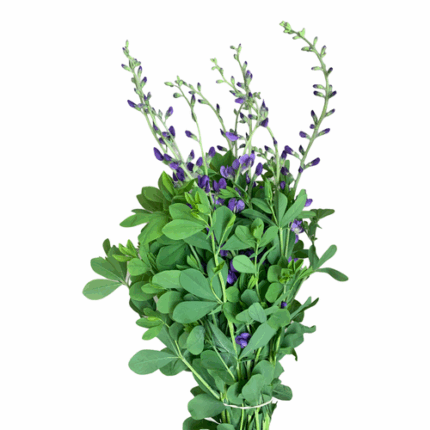Baptista Blue cramer