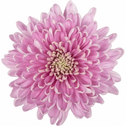 Mum Cremon Pink galleria