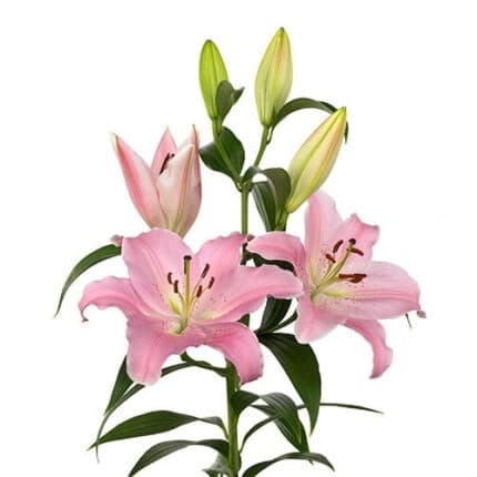 Lily Peninsula ob 3bl