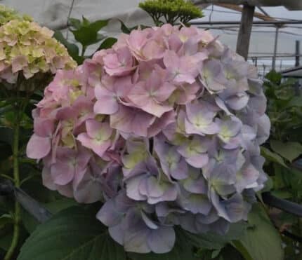 Hydrangea Asst Aquarella marve