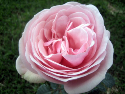 Aphrodite gdns alex(12)