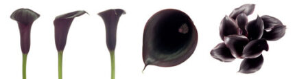 Calla Schwarz.sande